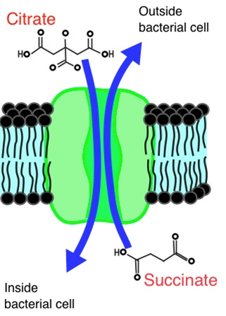 E. coli Citrate Use Cell Biology - EvoEd : EvoEd