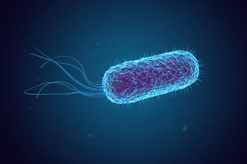 E Coli Citrate E Coli Modules EvoEd EvoEd   GettyImages 1154325949 