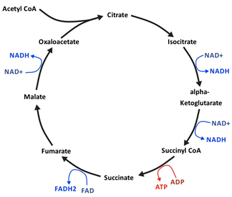 E. coli Citrate Use Cell Biology - EvoEd : EvoEd