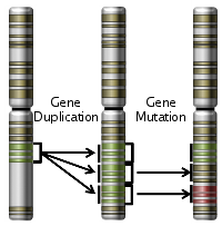 Molecular Genetics | Primate Color Vision - EvoEd : EvoEd