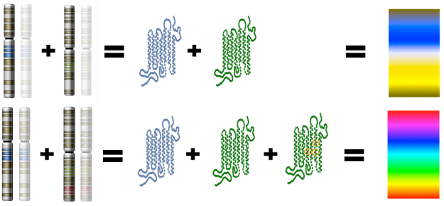 Molecular Genetics | Primate Color Vision - EvoEd : EvoEd