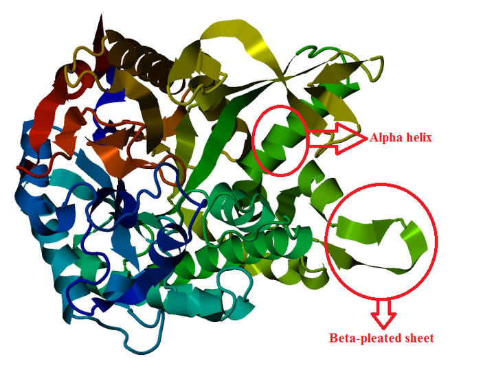 lactase-persistence-molecular-genetics-evoed-evoed